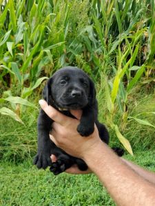 Josie's Labradors