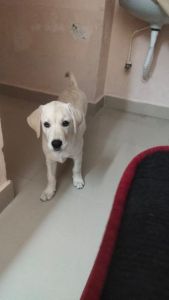 My sweet girl tammy .. its an labrodor breed .. complete 3.5months