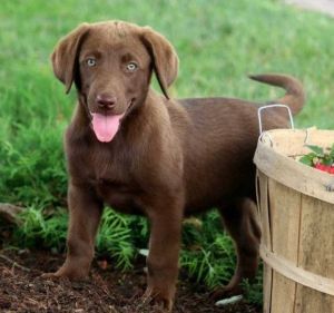 Labrador Retriever puppies