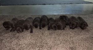 Lab puppies