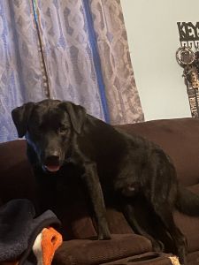 8 month old black lab