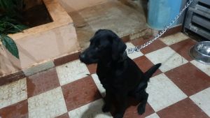 Black labrador for sale