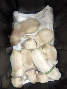 Labrador Retriever pups