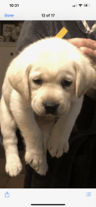 8 week old lab
