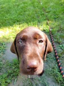 15 week old loving Chocolate Lab