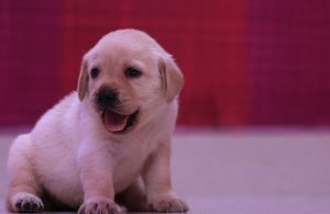 Labrador Puppies