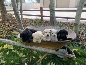 AKC Lab Puppies