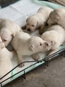 Labrador Retriever