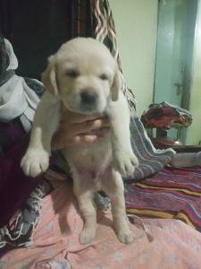 Labrador puppies