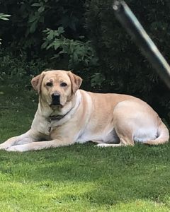 AKC Labrador retrievers puppies