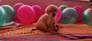 For Labrador puppy lovers