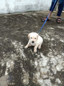 I want to sell my Labrador retriever