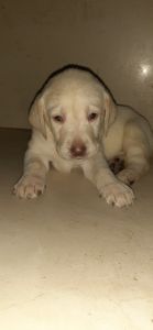 Show quality labrador puppies for sale in bangalore