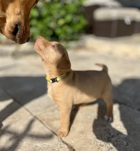 AKC Labrador Retriever - Female (Reduced)