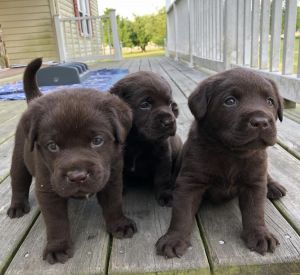 Labrador Retriever Puppies For Sale