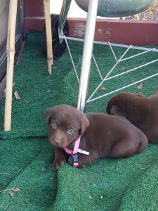 Chocolate labs