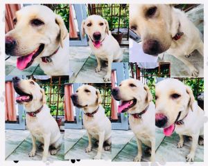 MALE LABRADOR RETRIEVER