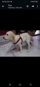 Labrodor puppy for sale fawn colour