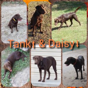 Chocolate Labrador Retriever