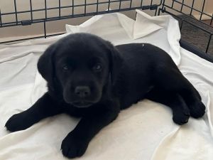 Runt AKC Lab