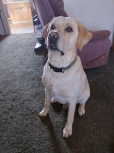 7 week old female blonde lab