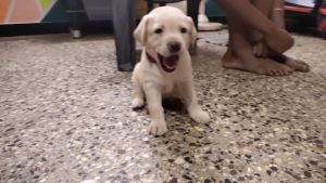 Lab puppies for sale