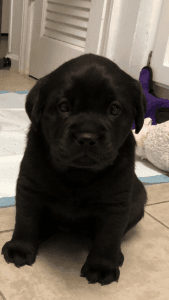 Labrador puppy