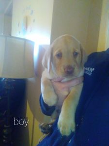 Lab puppies for sale