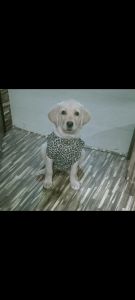 Lebra Dog 3 months puppy