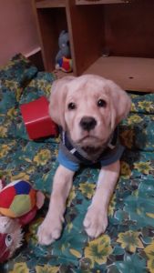 pet fr sale in Kolkata