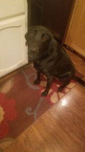 Rehoming black lab