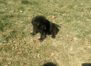 AKC registered Labrador puppies