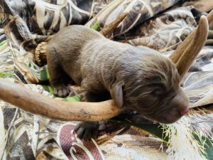 Akc lab puppies