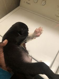 Labrador Boxer mix for Sale