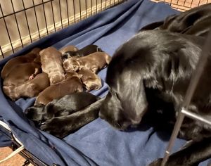 Akc lab puppies