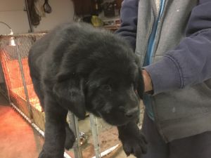 Labrador puppies