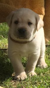 White Labrador Retriever puppies 4 weeks