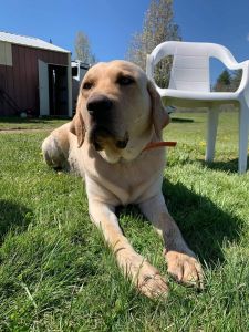 Lab puppies for sale