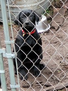 Purebred Chocolate and Black Labrador puppies.
