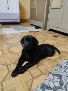 Puppy for sale in Navi Mumbai