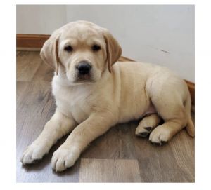 10 Week Old Yellow Labrador Retriever