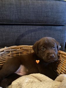 Chocolate Lab
