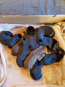 AKC LABRADOR PUPPIES