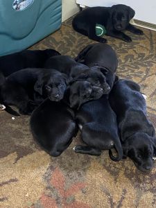 Lab retriever mix puppies