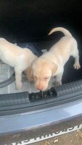 Labrador dog 42 days old withvery good health and vaccinated