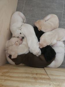 Registered white Labador puppies, male. 500.00.