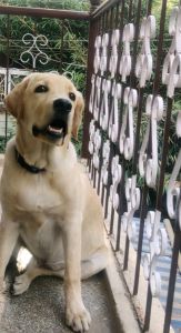 He is a 6month hyper active puppy well trained