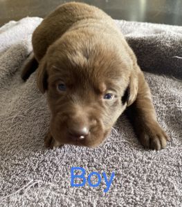 AKC Chocolate Lab Retriever Puppies.