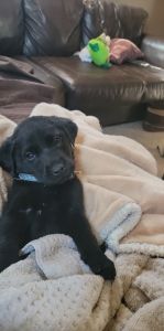 5 English lab pups left