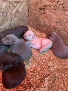 Akc Labrador Retrievers